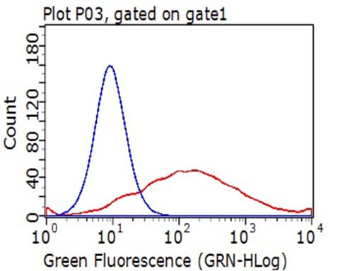 Monoclonal Mouse anti-Human TNFRSF4 / CD134 / OX40 Antibody (clone OTI2F12A2, WB)