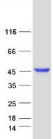 Human APG4B / ATG4B Protein (Recombinant Myc-DDK (Flag))