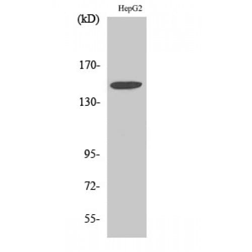 ITGA3 / CD49c Antibody (Internal)