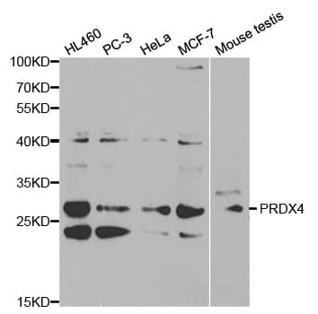 PRDX4 / Peroxiredoxin 4 Antibody