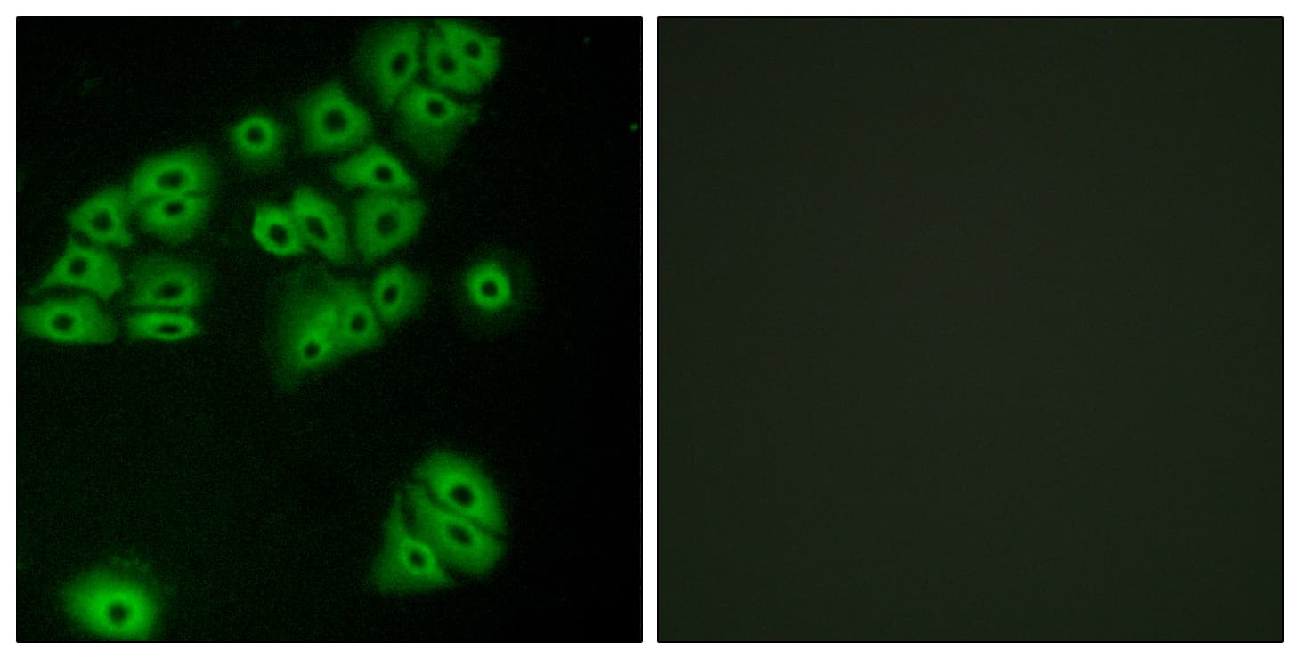 GPR180 Antibody (aa241-290)