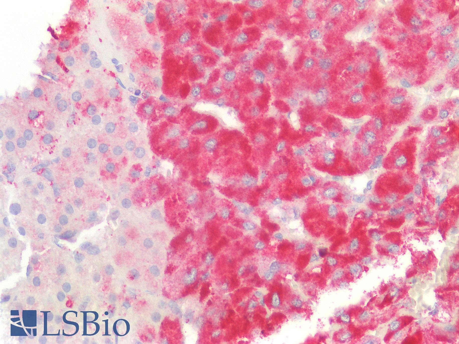 PathPlus™ CD63 Antibody