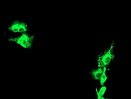 KCNJ3 / GIRK1 Antibody (aa279-501, clone OTI1D3)
