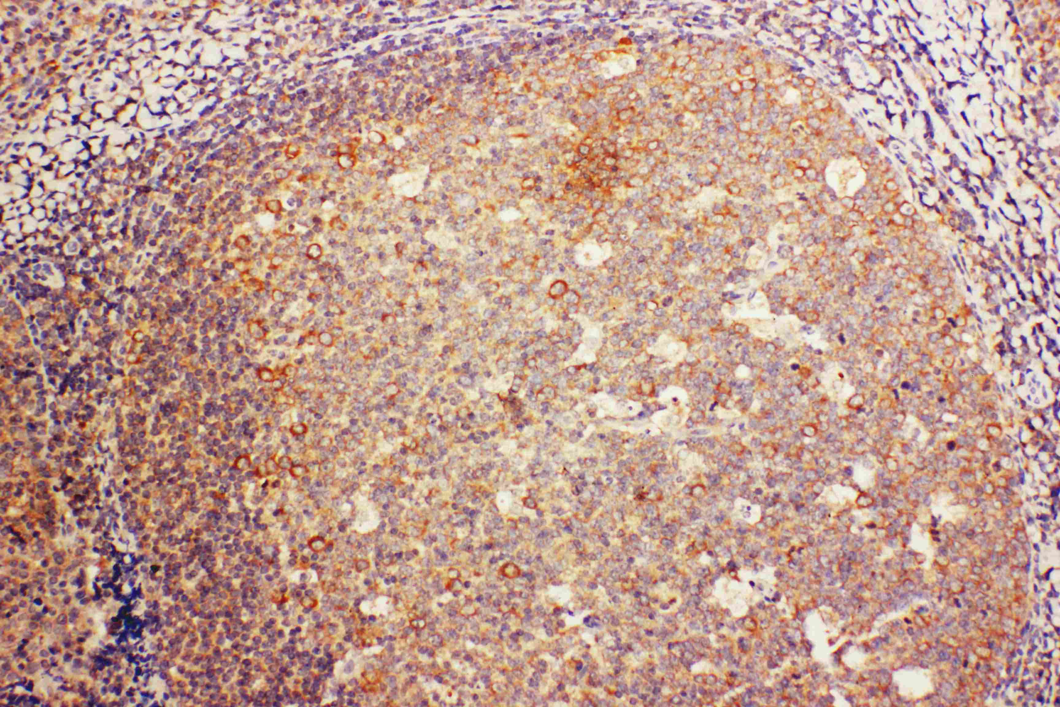 CD68 Antibody (aa341-354)
