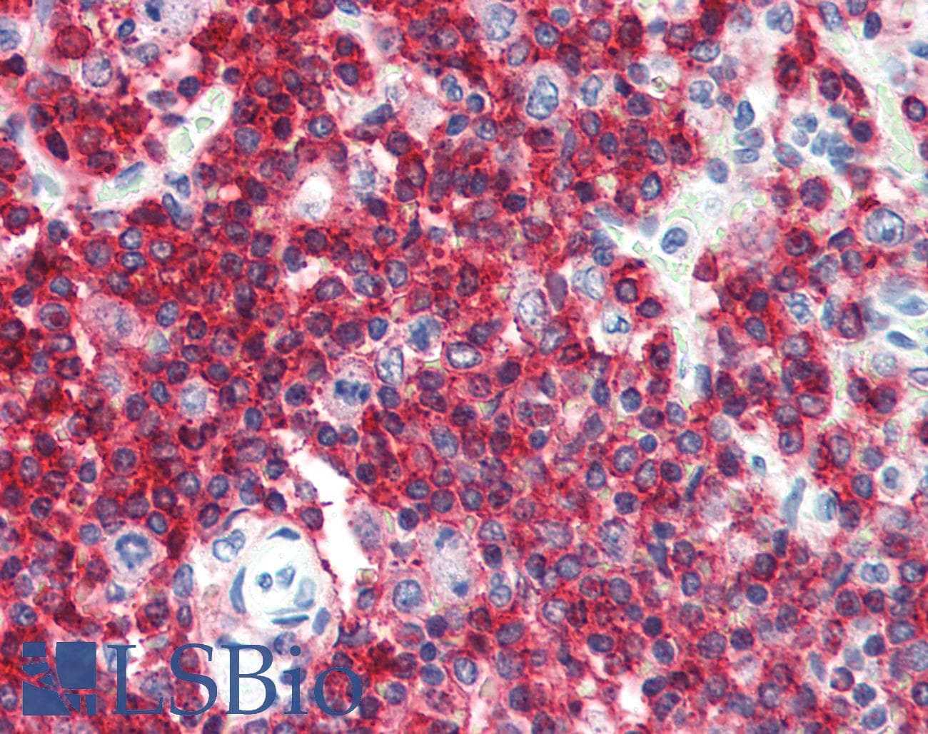 IHC-plus™ CD45RA Antibody (FITC)