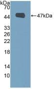 EMA / MUC1 Antibody (aa1098-1255, APC)