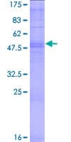 Human OR10AD1 Protein (Recombinant GST)