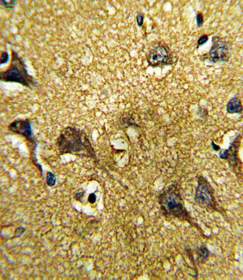 GDF6 / BMP13 Antibody (aa326-353)