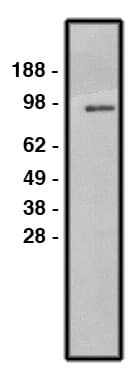 SLC9A1 / NHE1 Antibody