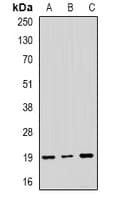 NAA50 / NAT13 / SAN Antibody