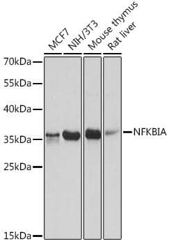 NFKBIA / IKB Alpha / IKBA Antibody