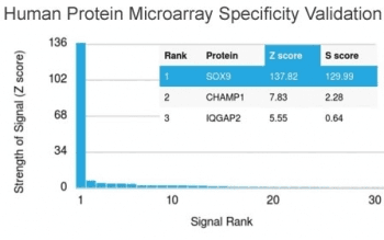 SOX9 Antibody (clone SOX9/2398)