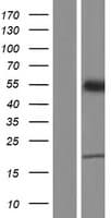 ZDHHC14 Protein (Over-Expression Lysate Myc-DDK (Flag))