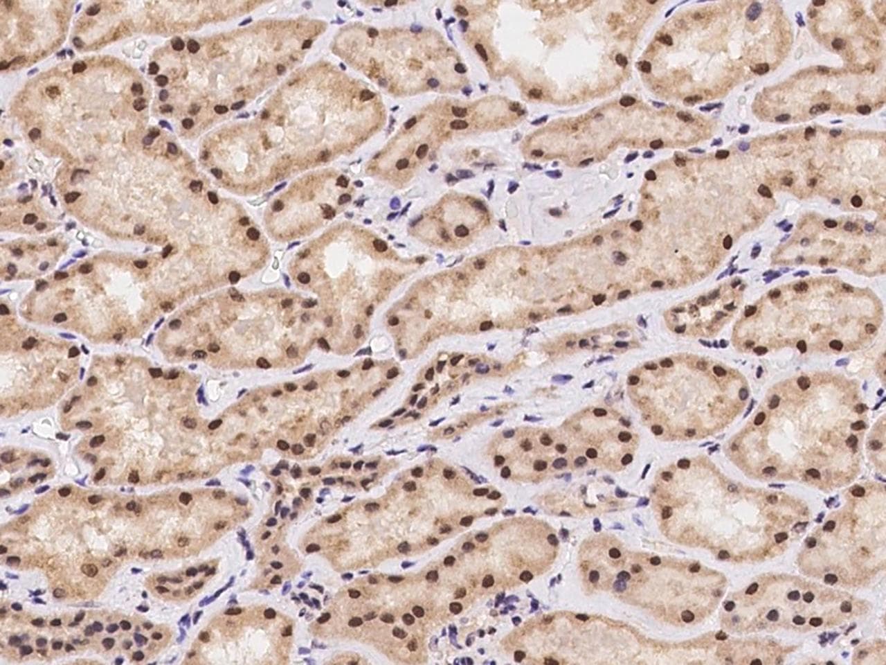 POP4 Antibody