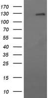 Monoclonal Mouse anti-Human CD163 Antibody (clone 2G12, IHC, IF, WB)