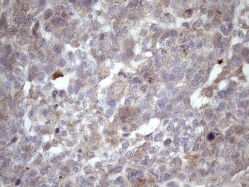 AMTN Antibody (clone OTI2G5, Carrier-free)