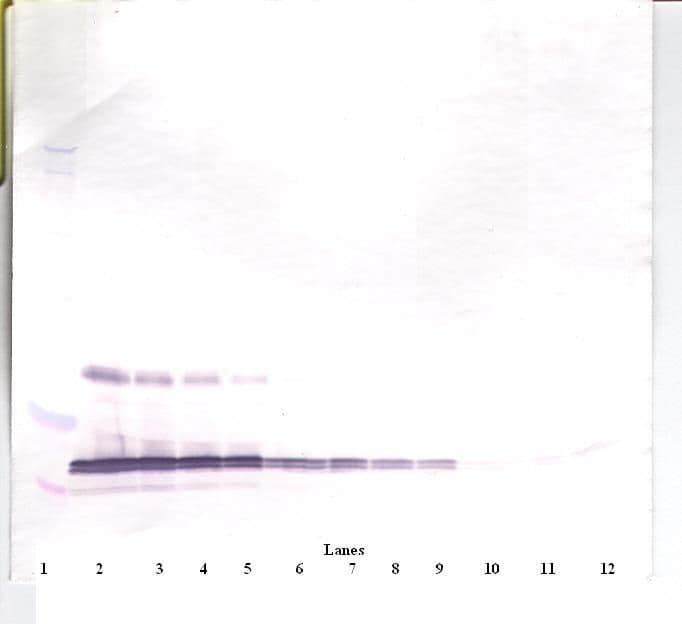 Leptin Antibody