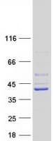 Human TRUB2 Protein (Recombinant Myc-DDK (Flag))