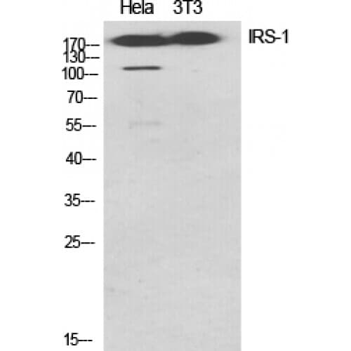 IRS1 Antibody (570-650 aa)