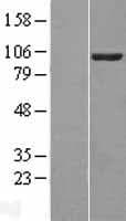 VAV2 Protein (Over-Expression Lysate Myc-DDK (Flag))