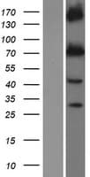 Human KCNQ1 / KVLQT1 Protein (Over-Expression Lysate Myc-DDK (Flag))