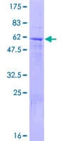 Human FBXO8 / FBX8 Protein (Recombinant GST)