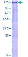 Human SMG5 Protein (Recombinant GST)
