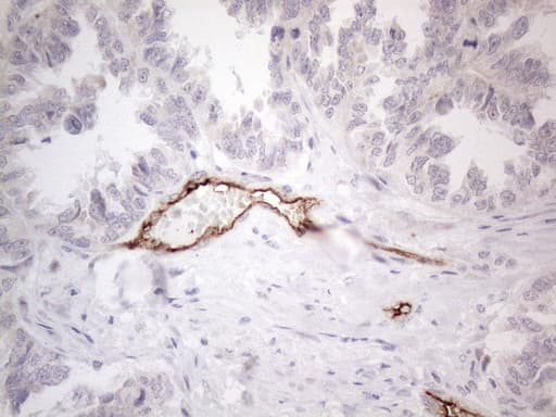 CD34 Antibody (aa312-385, clone OTI12F2)