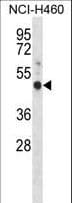 GPER1 / GPR30 Antibody (aa346-375)