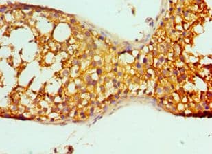 Polyclonal Rabbit anti-Human PRND / DOPPEL Antibody (aa20-160, IHC, WB)