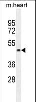 PTCD2 Antibody (aa102-131)