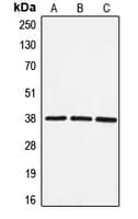 EIF3S5 / EIF3F Antibody (Internal)