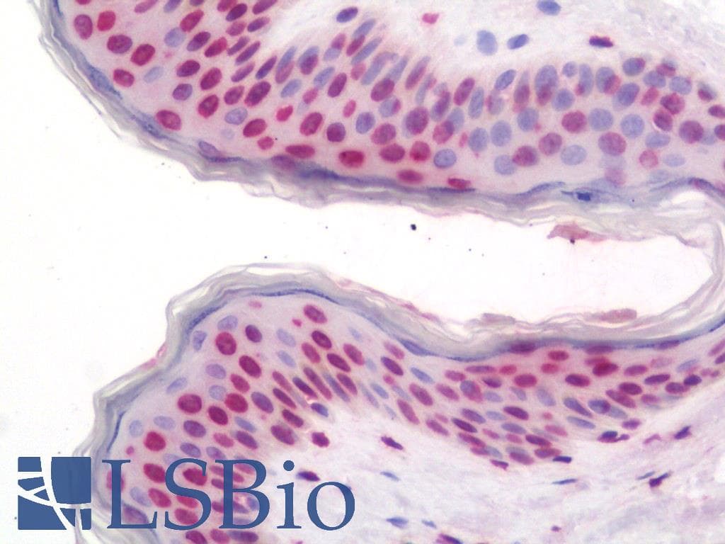 IHC-plus™ WDR48 Antibody (aa603-630)