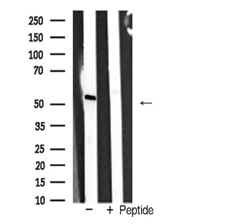 TRAF2 Antibody