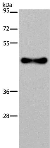 FADS1 Antibody