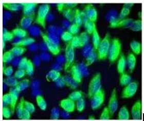 Flag Tag Antibody (clone 4G5C8)