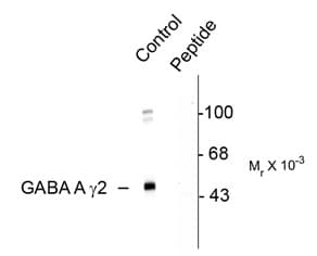 GABRG2 Antibody (phospho-Ser327)