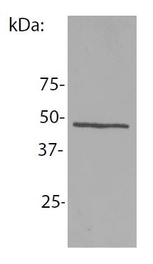 Monoclonal Mouse anti-Human NCK1 / NCK Antibody (clone EM-06, WB)