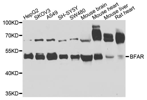 BAR / BFAR Antibody