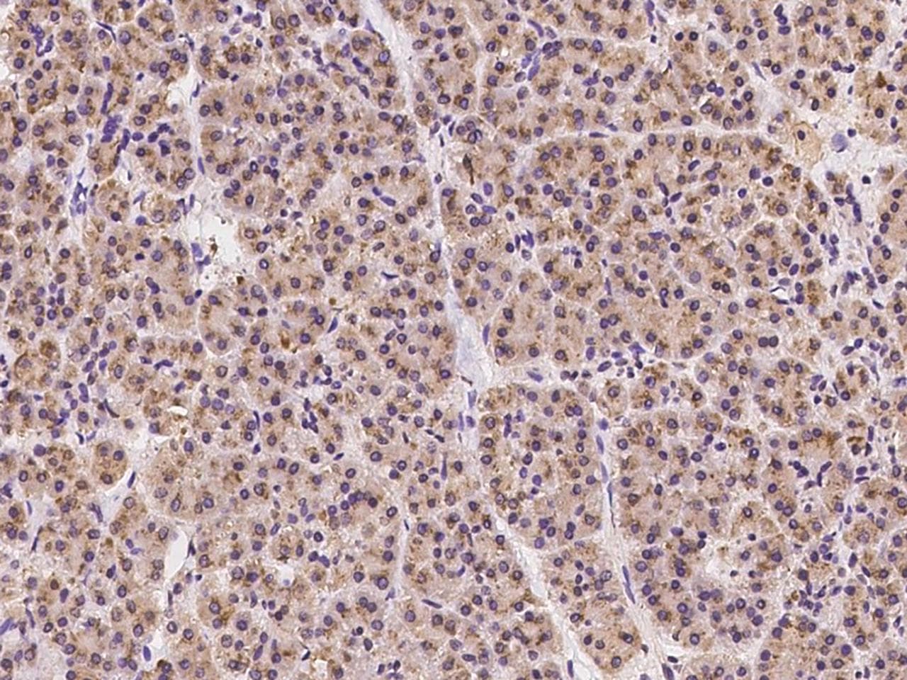 HS2ST1 Antibody