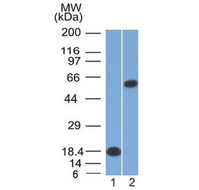 POU2F2 / OCT2 Antibody (clone OCT2/2137)