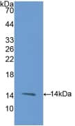CD105 Antibody (aa26-136)