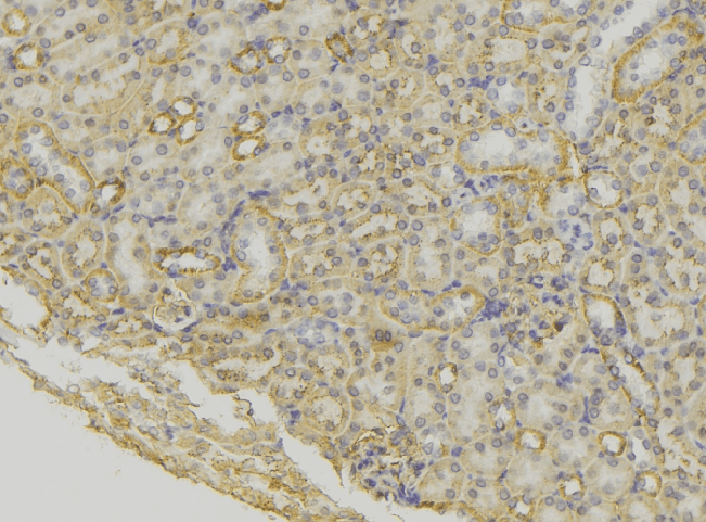 Neuropeptide S / NPS Antibody