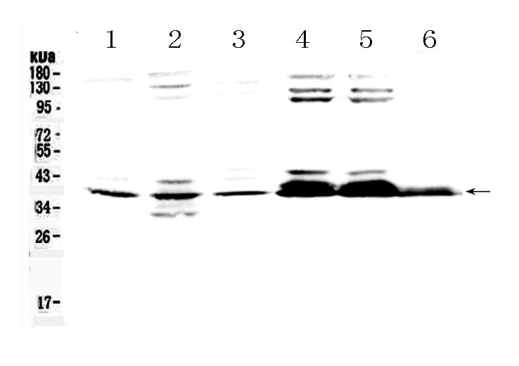 Polyclonal Rabbit anti-Human MSI1 / Musashi 1 Antibody (IHC, WB)