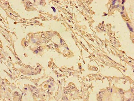 EIF4EBP1 / 4EBP1 Antibody