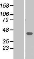 MAPK14 / p38 Protein (Over-Expression Lysate Myc-DDK (Flag))