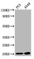 Polyclonal Rabbit anti-Human SNX12 Antibody (IHC, IF)