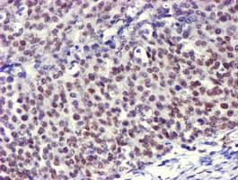 USP7 / HAUSP Antibody (clone OTI3C7, Carrier-free)