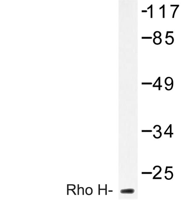 TTF / RHOH Antibody (Met134)