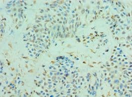 CLIC4 Antibody (aa1-253)